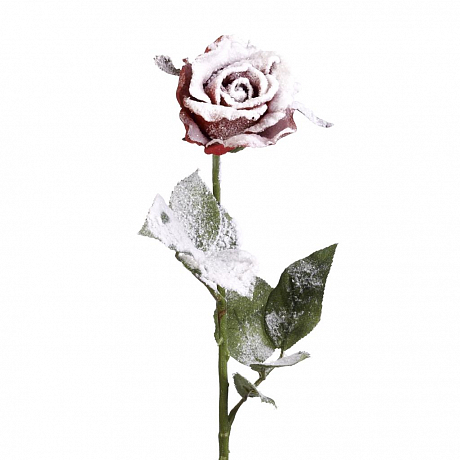 Цветок Розы